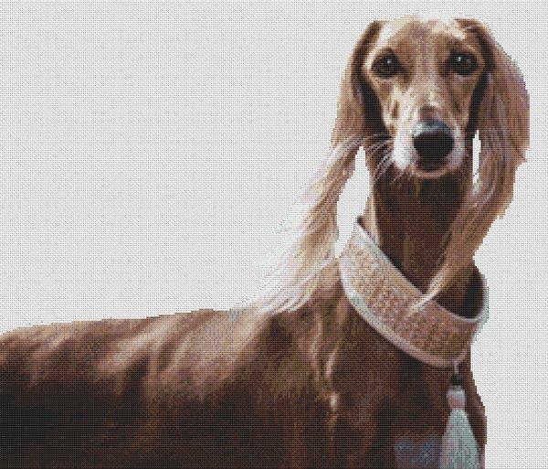 (image for) Saluki Beauty